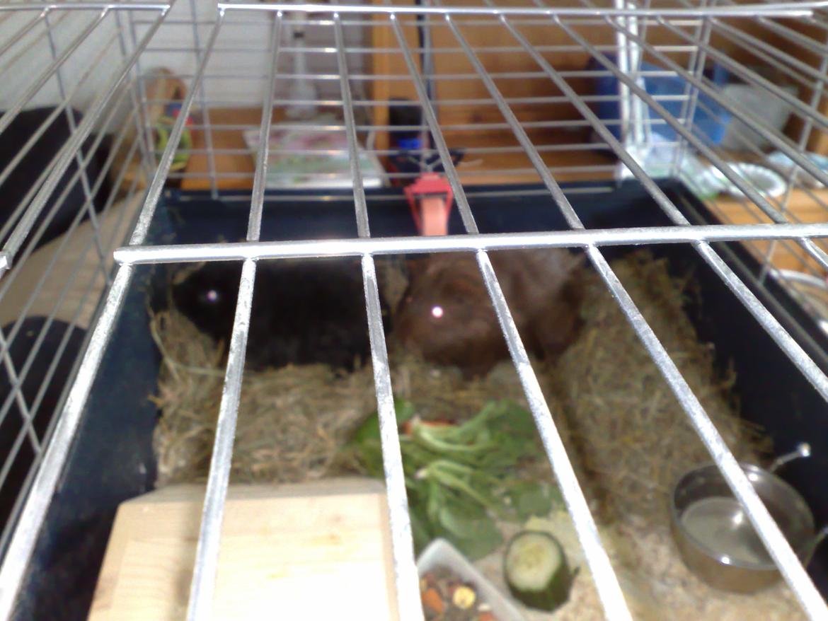 Marsvin Teddy ( Bangebuks ) billede 1