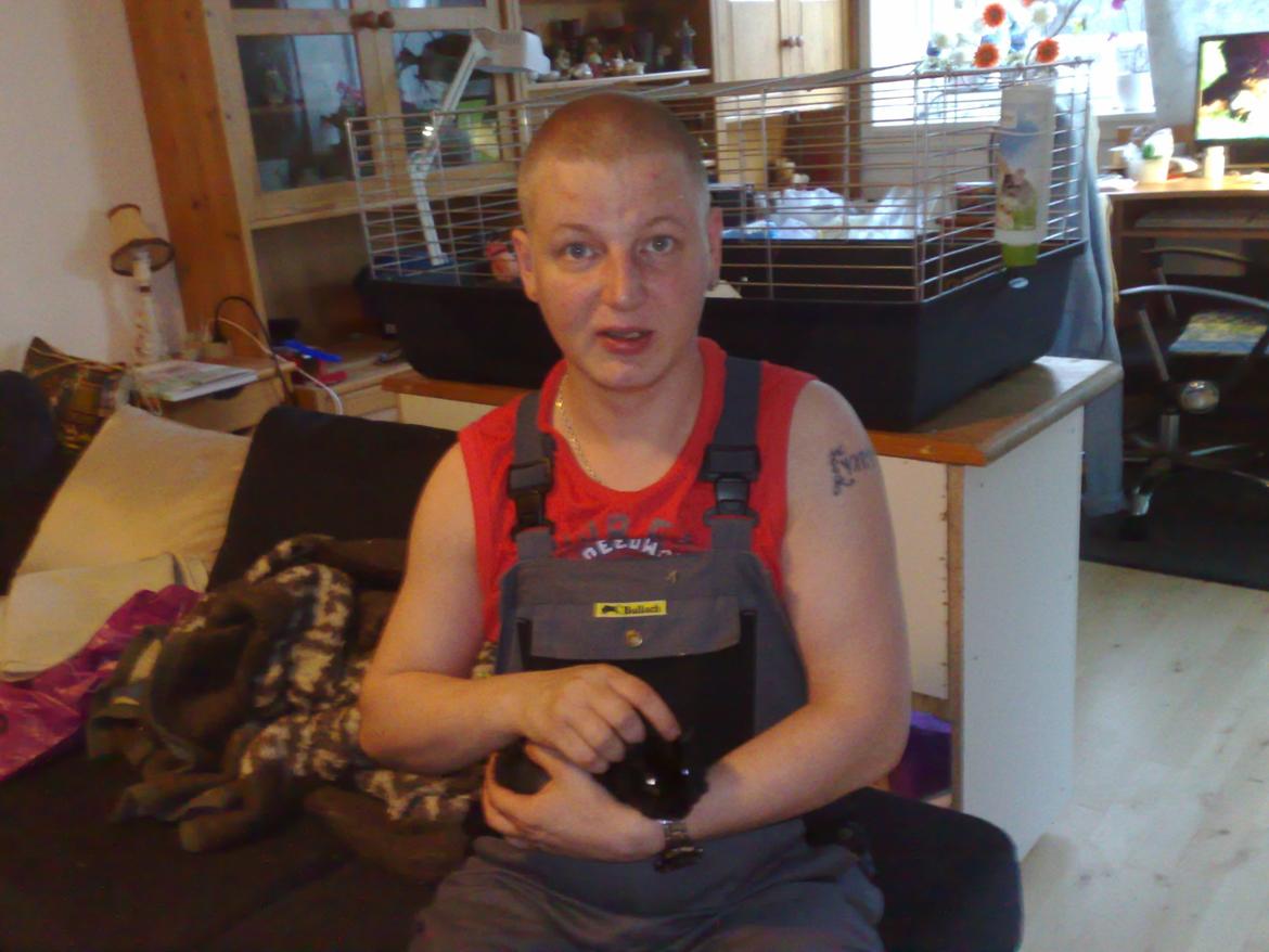 Marsvin Teddy ( Bangebuks ) - Billedet er fa den dag jeg fik ham hjem billede 2