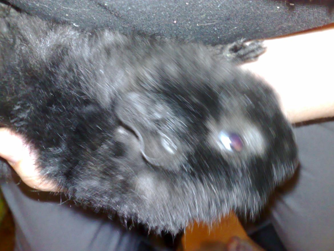 Marsvin Teddy ( Bangebuks ) - Billedet er fa den dag jeg fik ham hjem billede 3