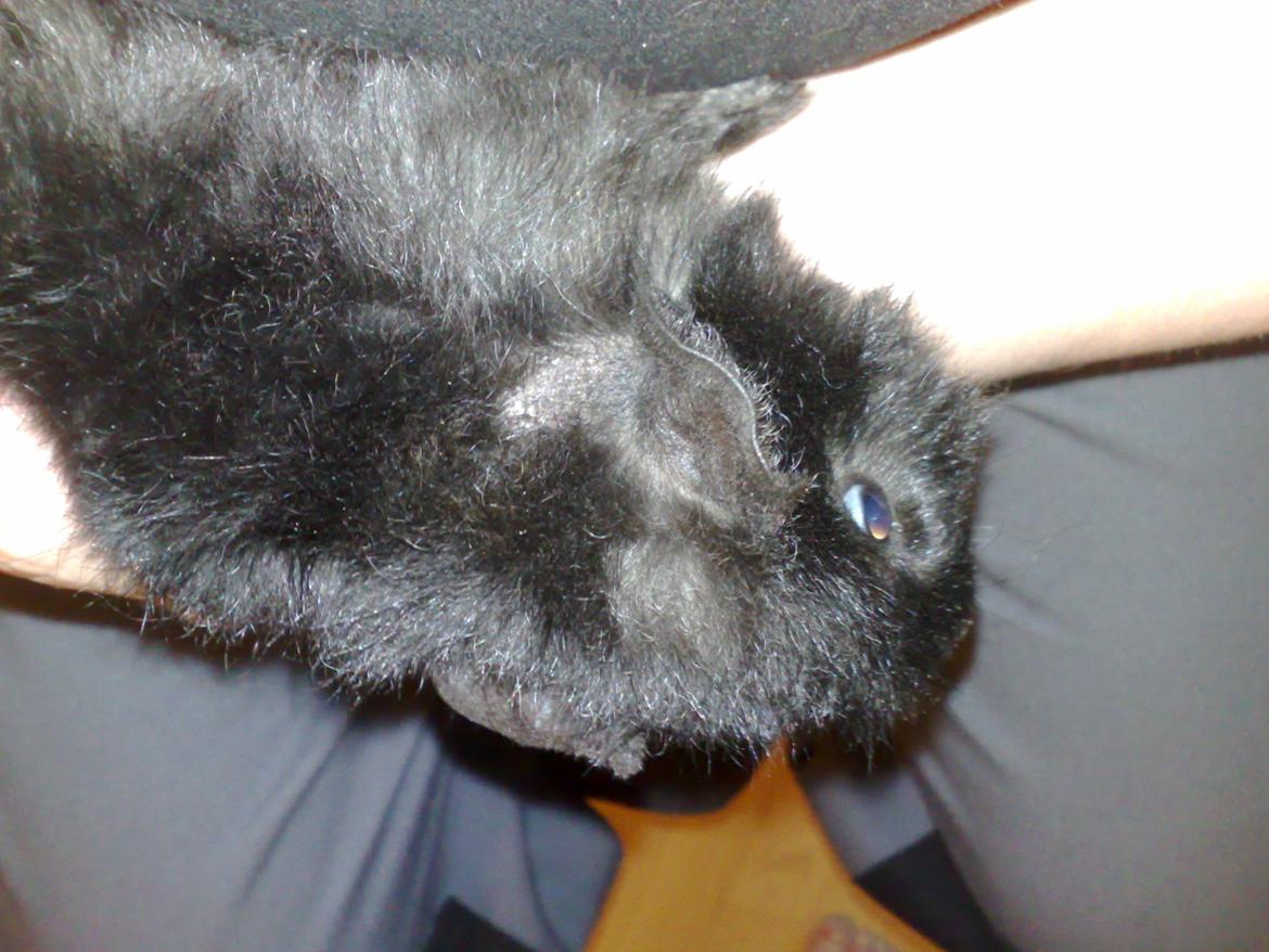 Marsvin Teddy ( Bangebuks ) - Billedet er fa den dag jeg fik ham hjem billede 4