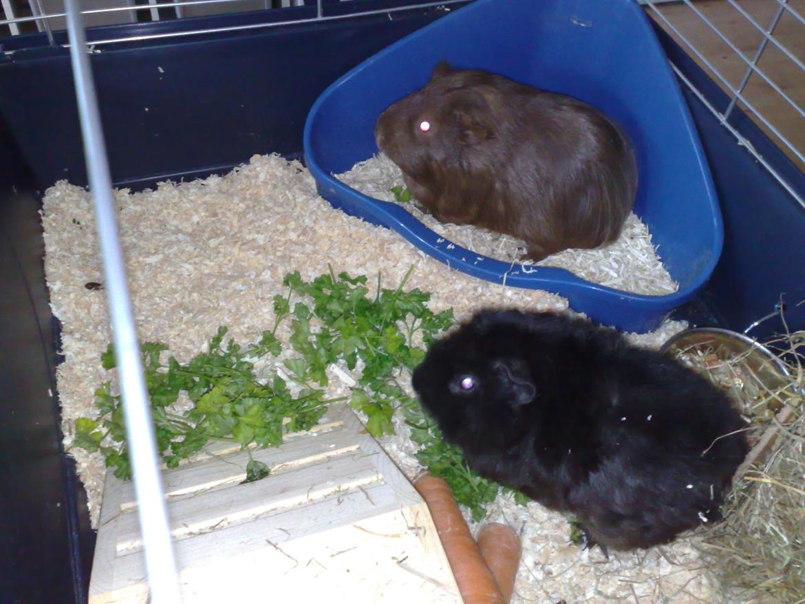 Marsvin Teddy ( Bangebuks ) billede 5