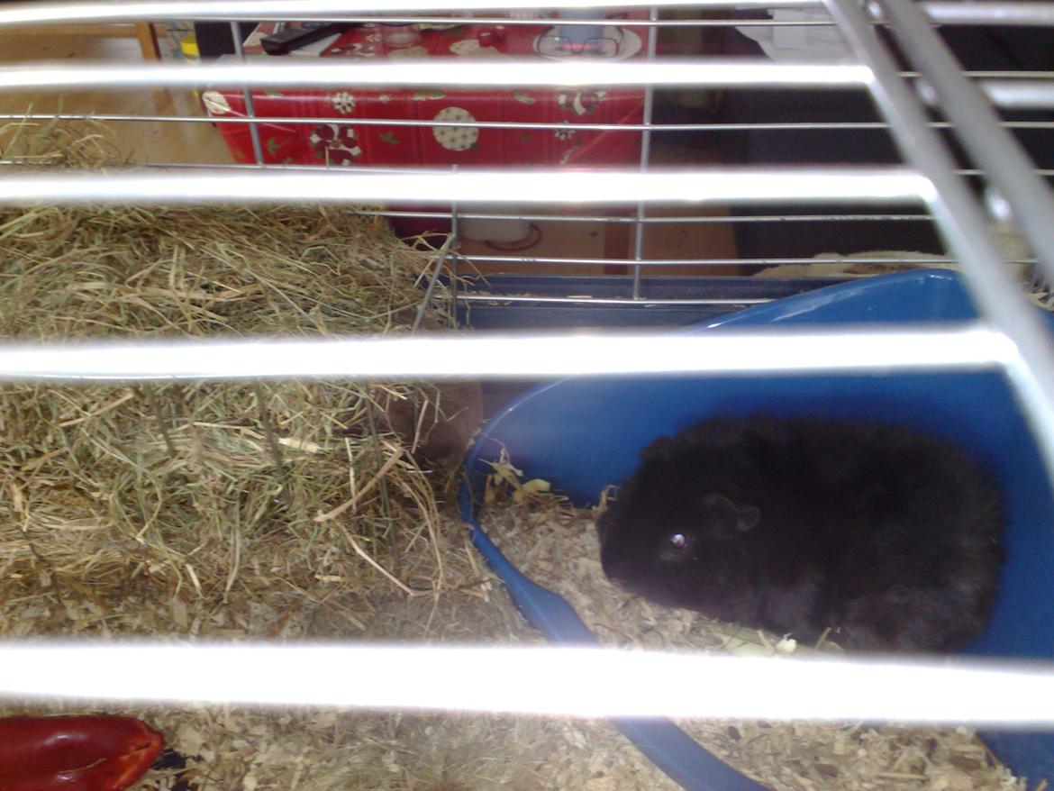 Marsvin Teddy ( Bangebuks ) billede 6