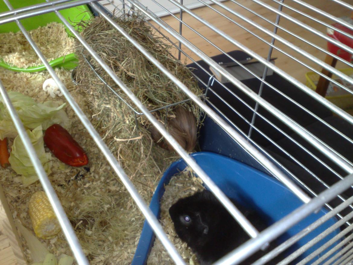 Marsvin Teddy ( Bangebuks ) billede 7