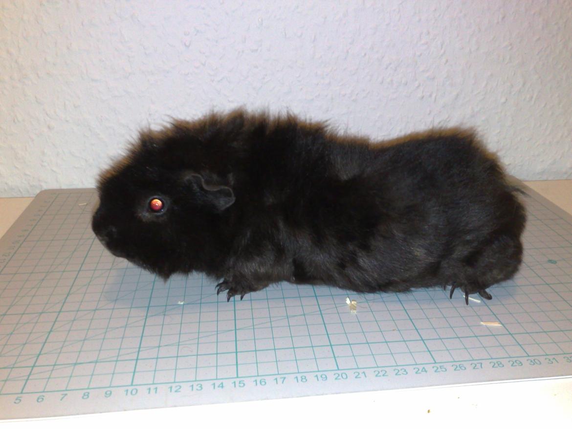 Marsvin Teddy ( Bangebuks ) billede 8