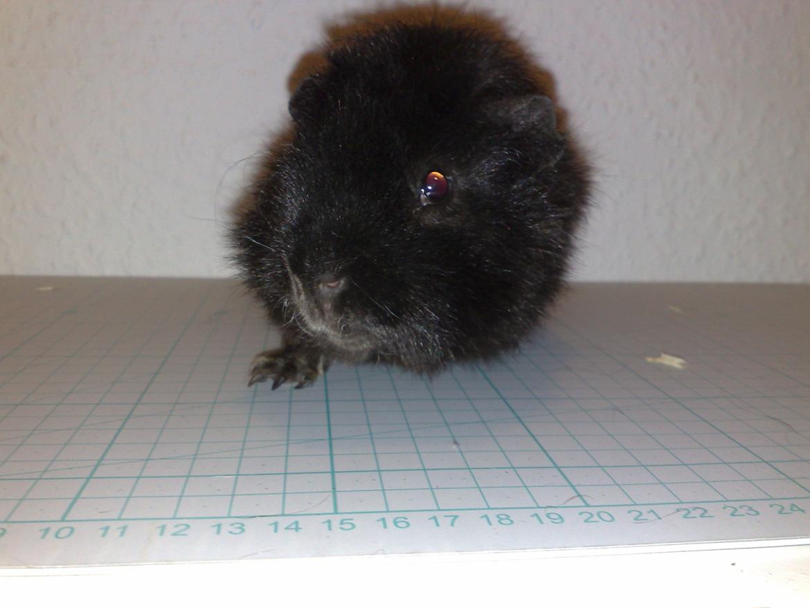 Marsvin Teddy ( Bangebuks ) billede 9