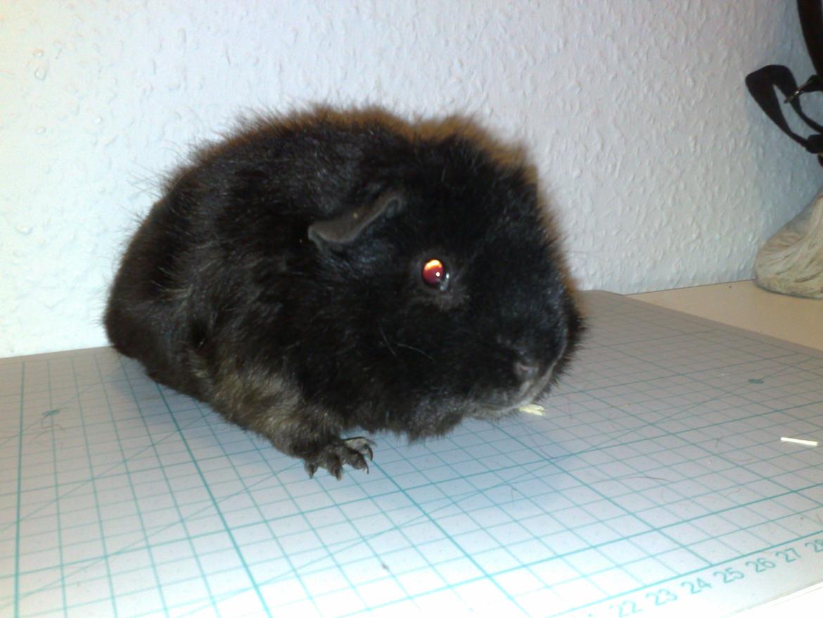 Marsvin Teddy ( Bangebuks ) billede 10