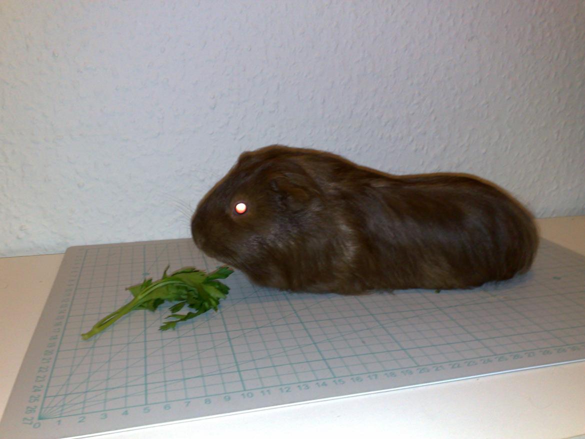 Marsvin Mimse billede 6