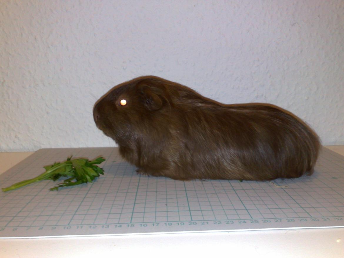 Marsvin Mimse billede 7