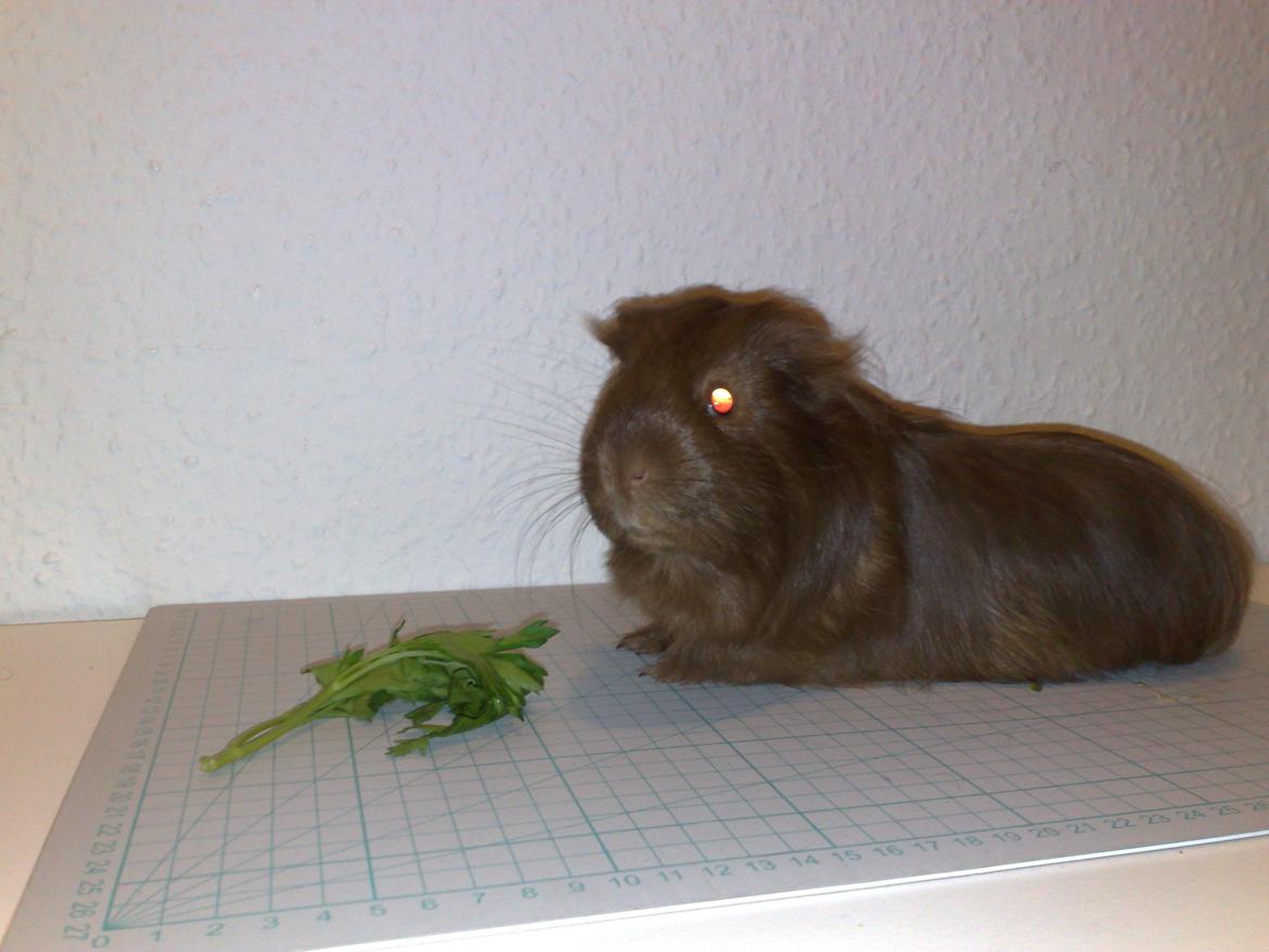 Marsvin Mimse billede 8