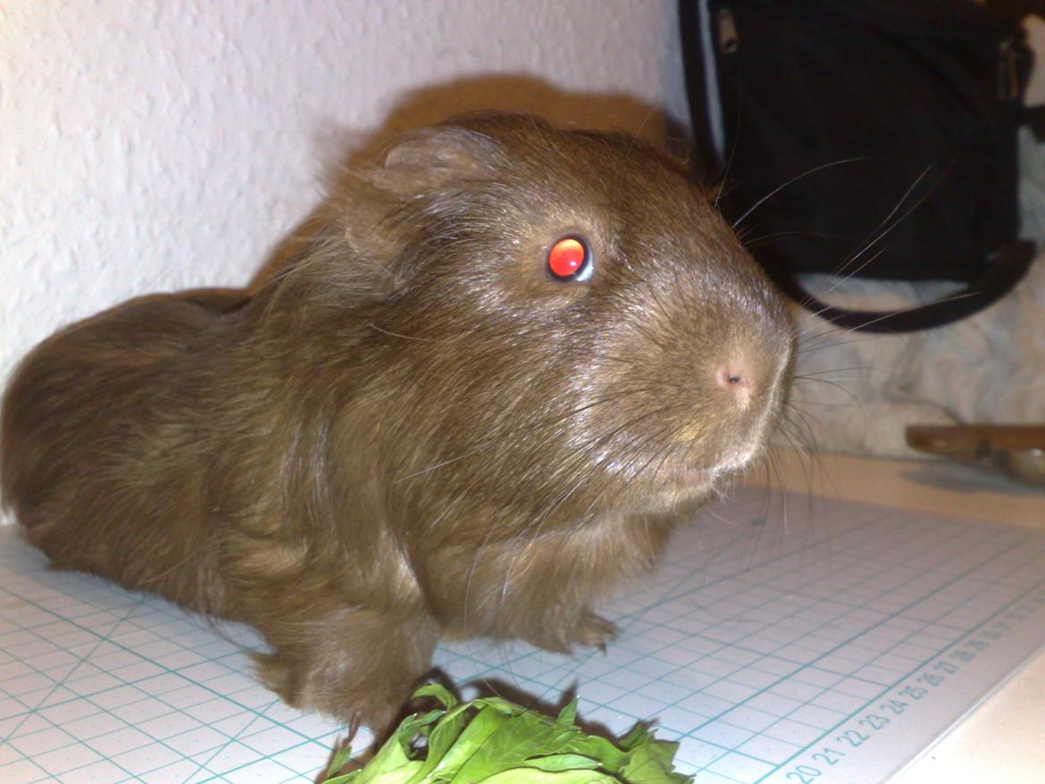 Marsvin Mimse billede 9