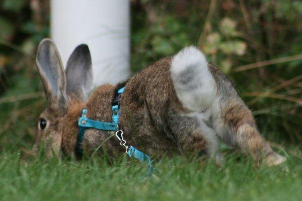 Kanin Flora Narcissus (Noah) billede 1
