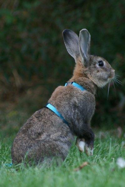 Kanin Flora Narcissus (Noah) billede 2