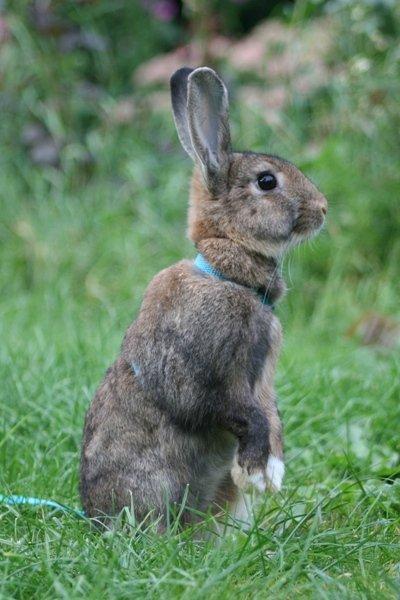 Kanin Flora Narcissus (Noah) billede 3