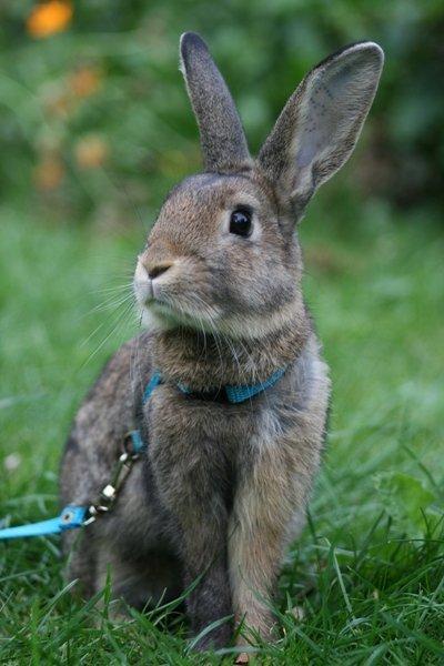 Kanin Flora Narcissus (Noah) billede 4