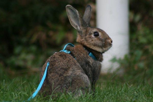 Kanin Flora Narcissus (Noah) billede 5