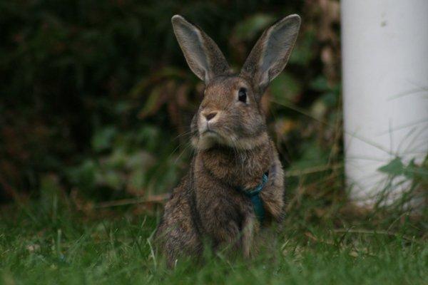 Kanin Flora Narcissus (Noah) billede 7