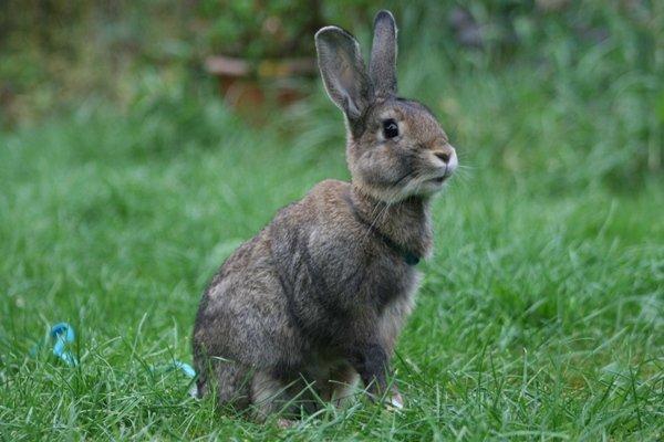 Kanin Flora Narcissus (Noah) billede 8