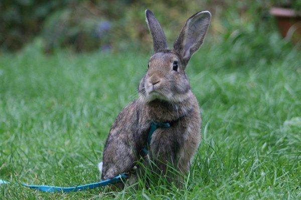 Kanin Flora Narcissus (Noah) billede 9