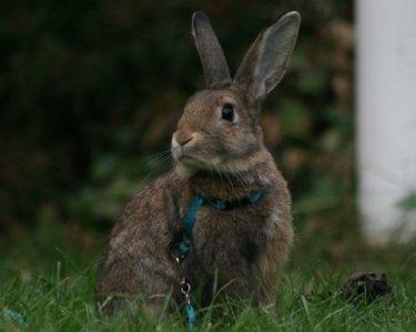 Kanin Flora Narcissus (Noah) billede 11