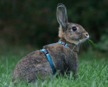 Kanin Flora Narcissus (Noah) billede 12