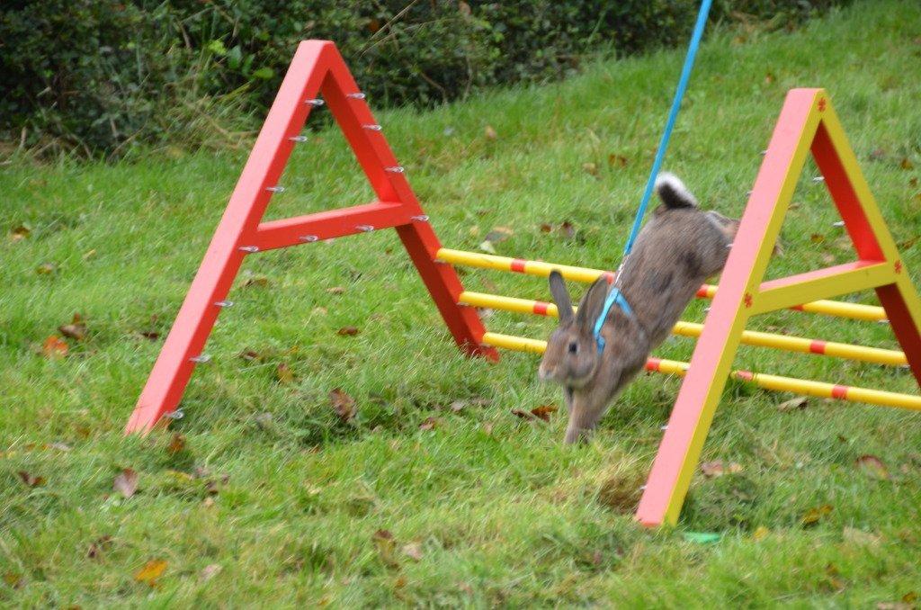 Kanin Flora Narcissus (Noah) billede 13