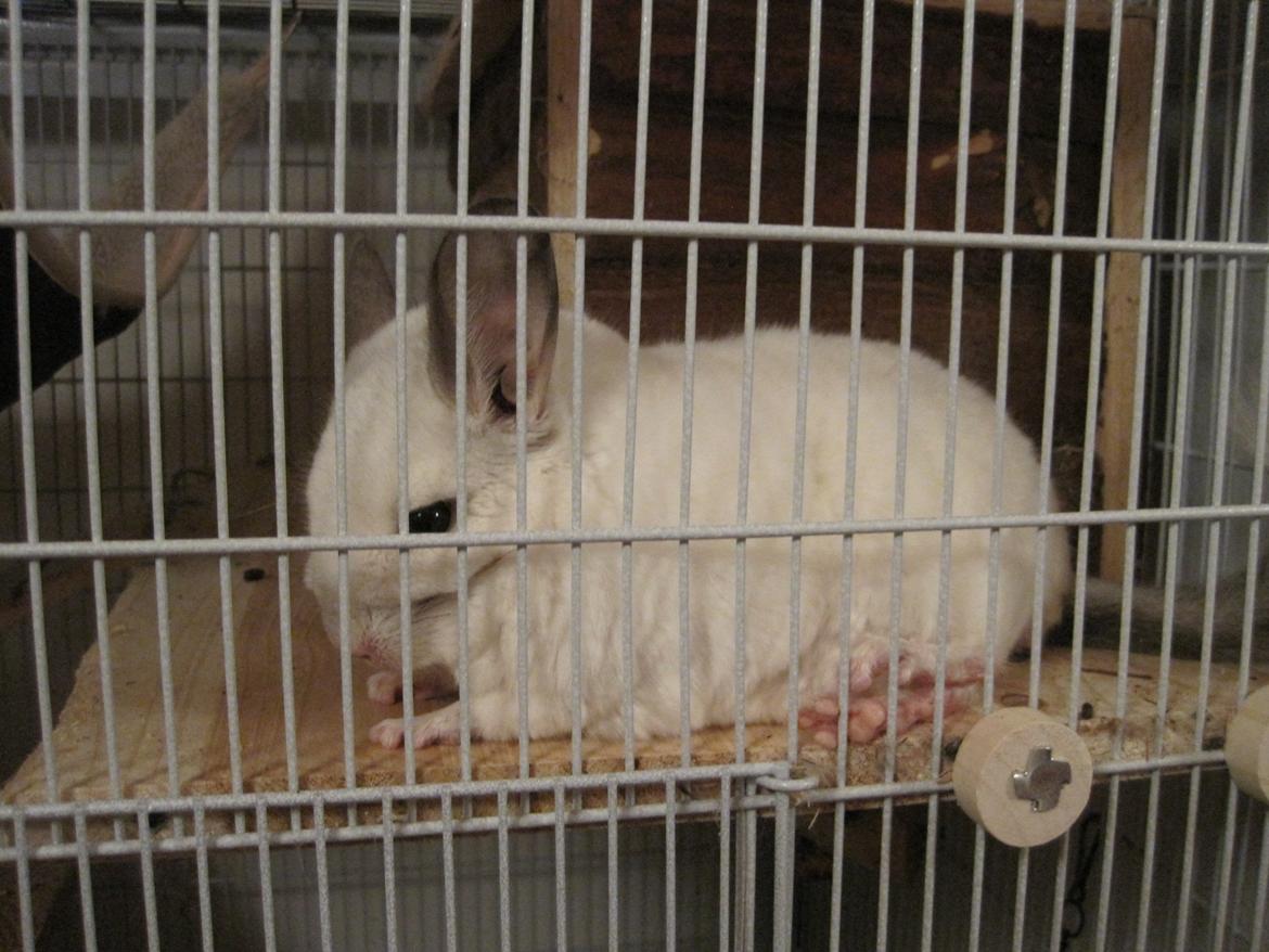 Chinchilla Sonny billede 15