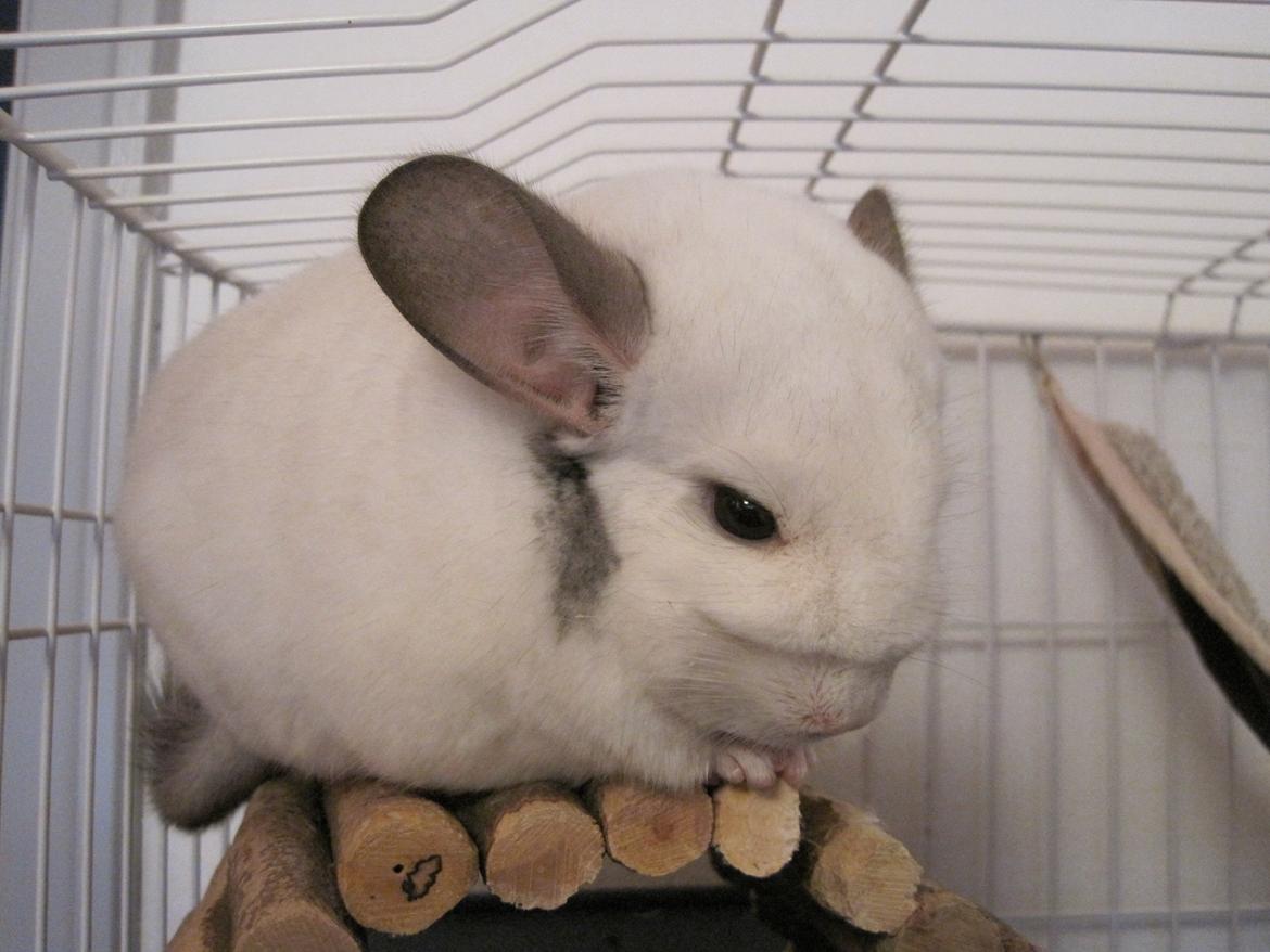 Chinchilla Sonny billede 14