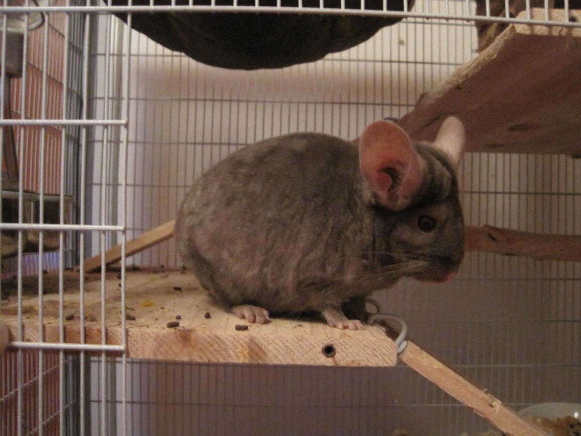 Chinchilla Smilla billede 11