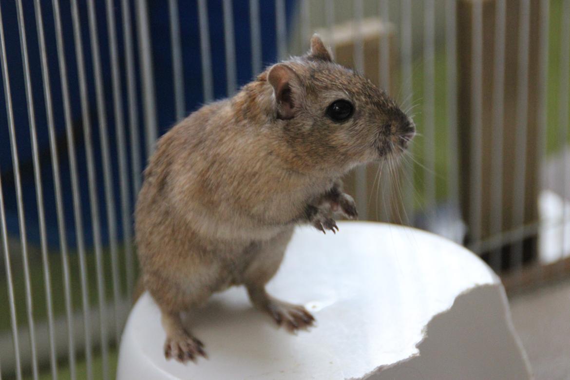 Ørkenrotte Chap billede 2