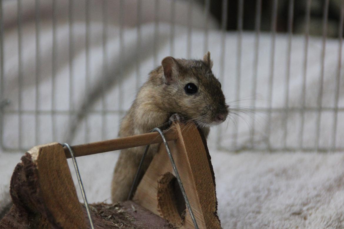 Ørkenrotte Chap billede 3