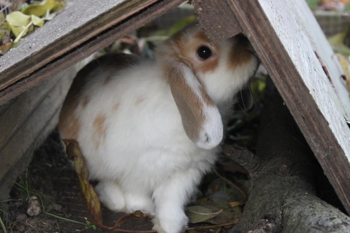 Kanin Winds Nioryu billede 3