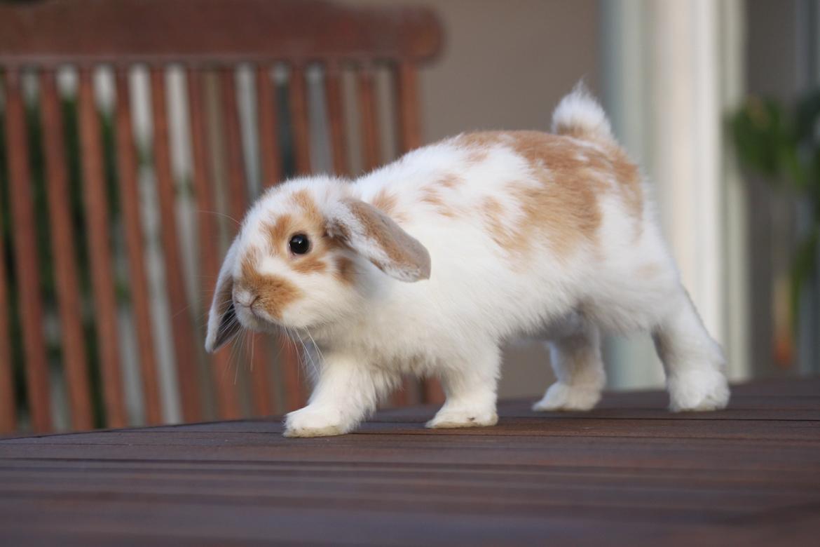 Kanin Winds Nioryu billede 4