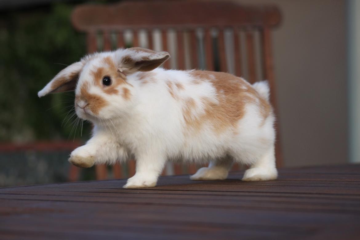 Kanin Winds Nioryu billede 5