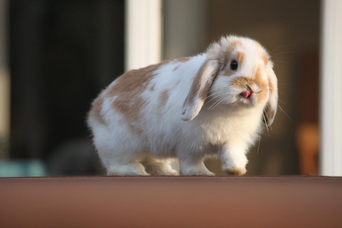 Kanin Winds Nioryu billede 2