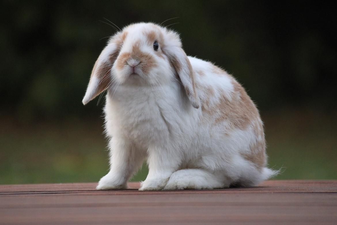 Kanin Winds Nioryu billede 6