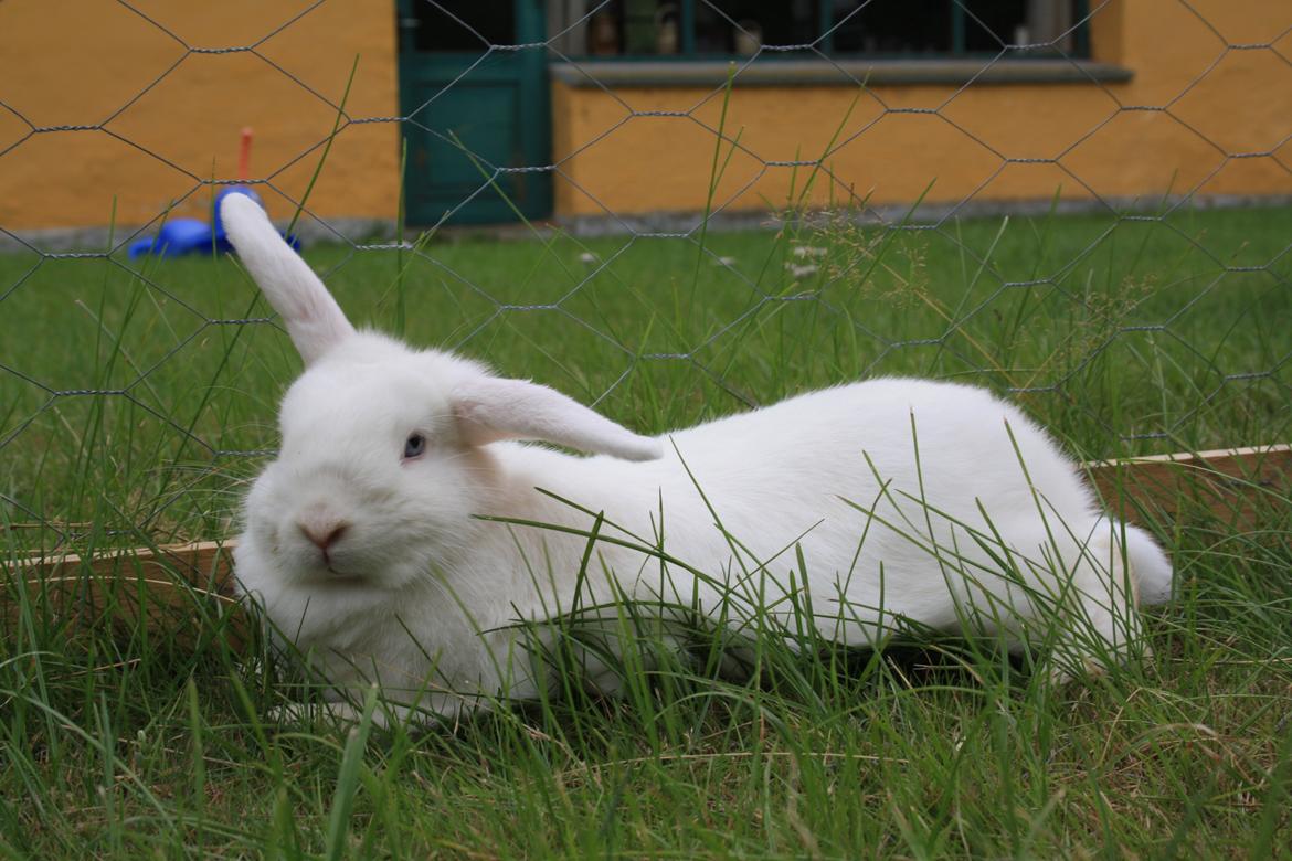 Kanin Silke - En dejlig lur i det grønne græs billede 1