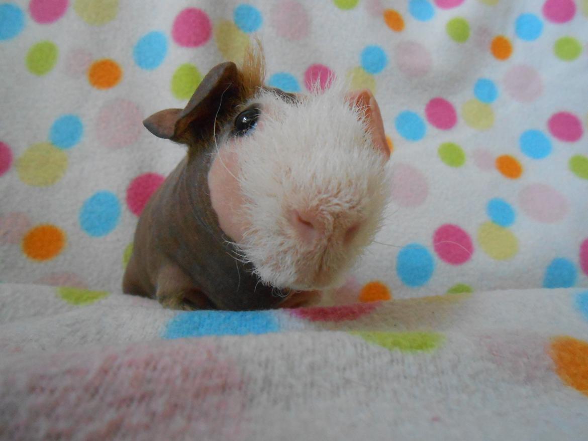 Marsvin Clay von Sortfod aka "Brain" billede 1