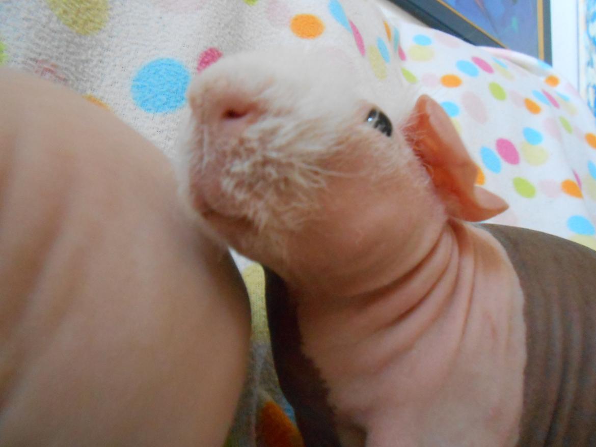 Marsvin Clay von Sortfod aka "Brain" billede 2