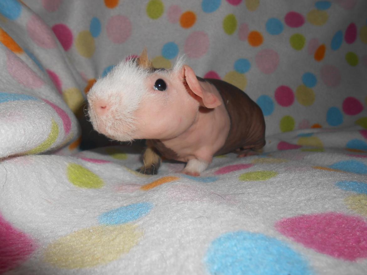 Marsvin Clay von Sortfod aka "Brain" billede 3