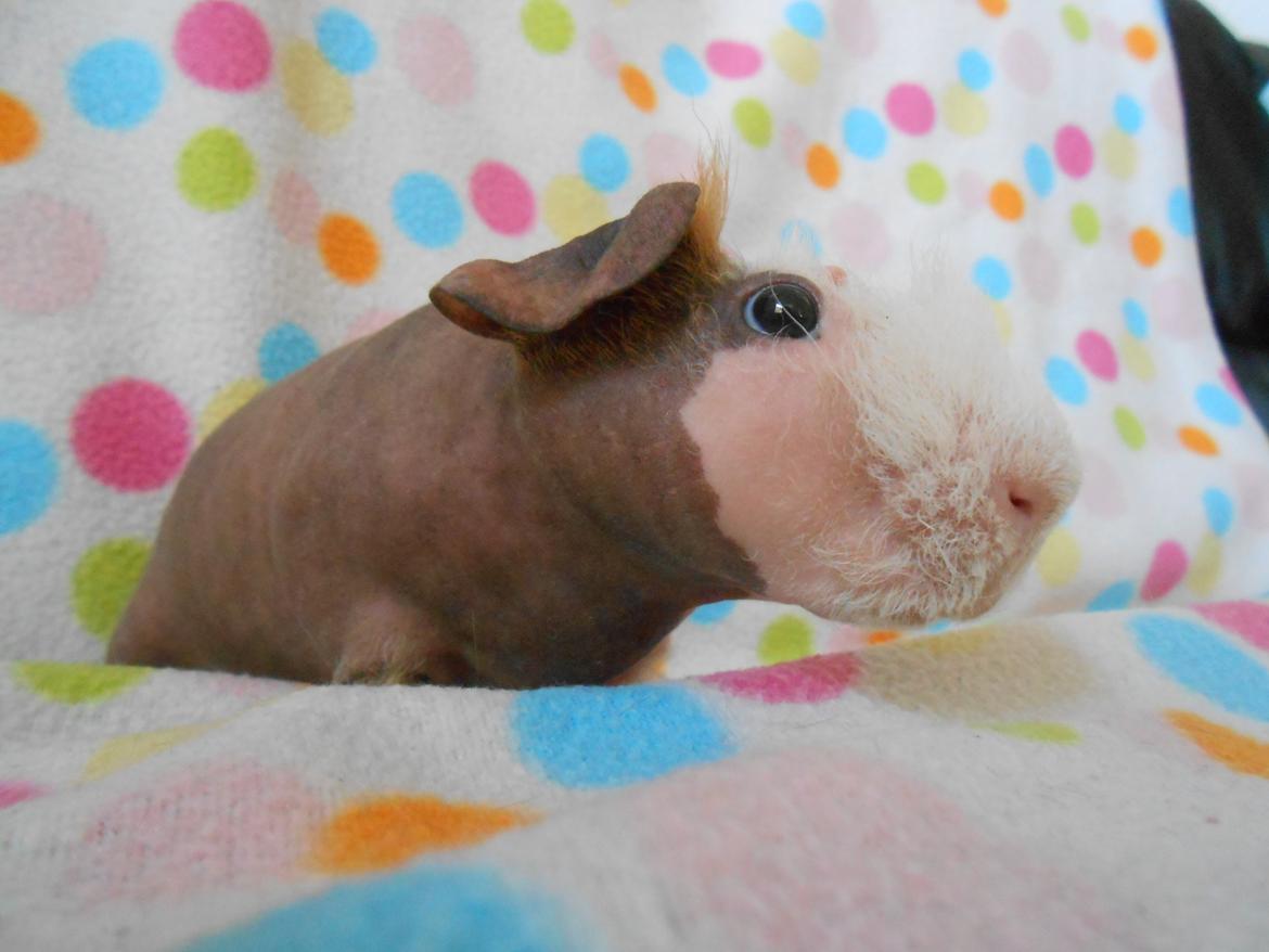 Marsvin Clay von Sortfod aka "Brain" billede 4