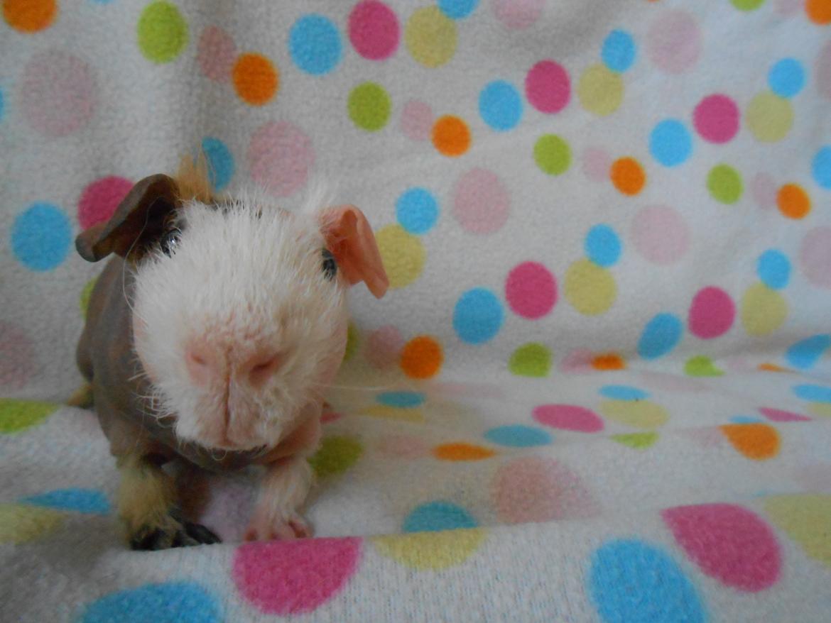 Marsvin Clay von Sortfod aka "Brain" billede 5