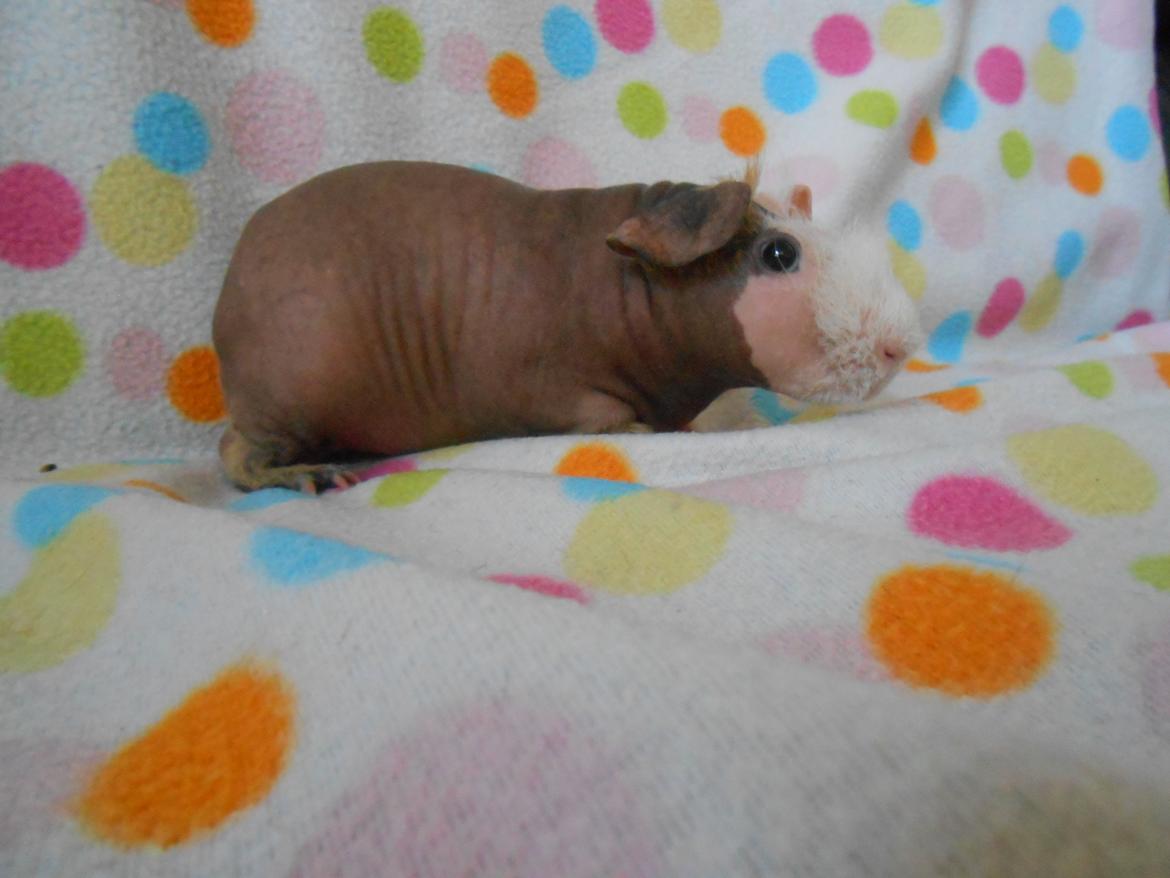 Marsvin Clay von Sortfod aka "Brain" billede 6