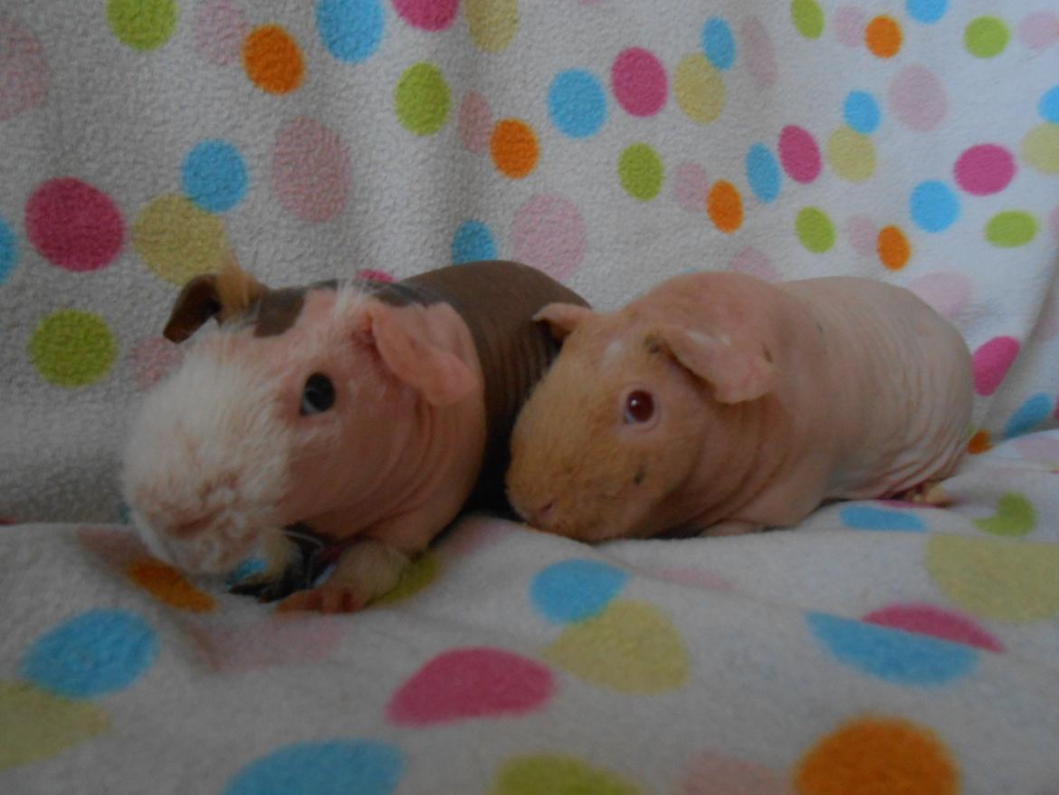 Marsvin Clay von Sortfod aka "Brain" billede 7