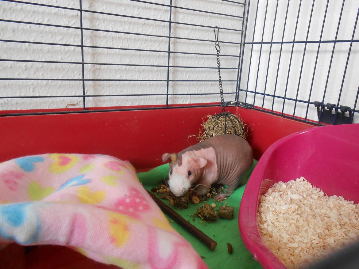 Marsvin Clay von Sortfod aka "Brain" billede 8