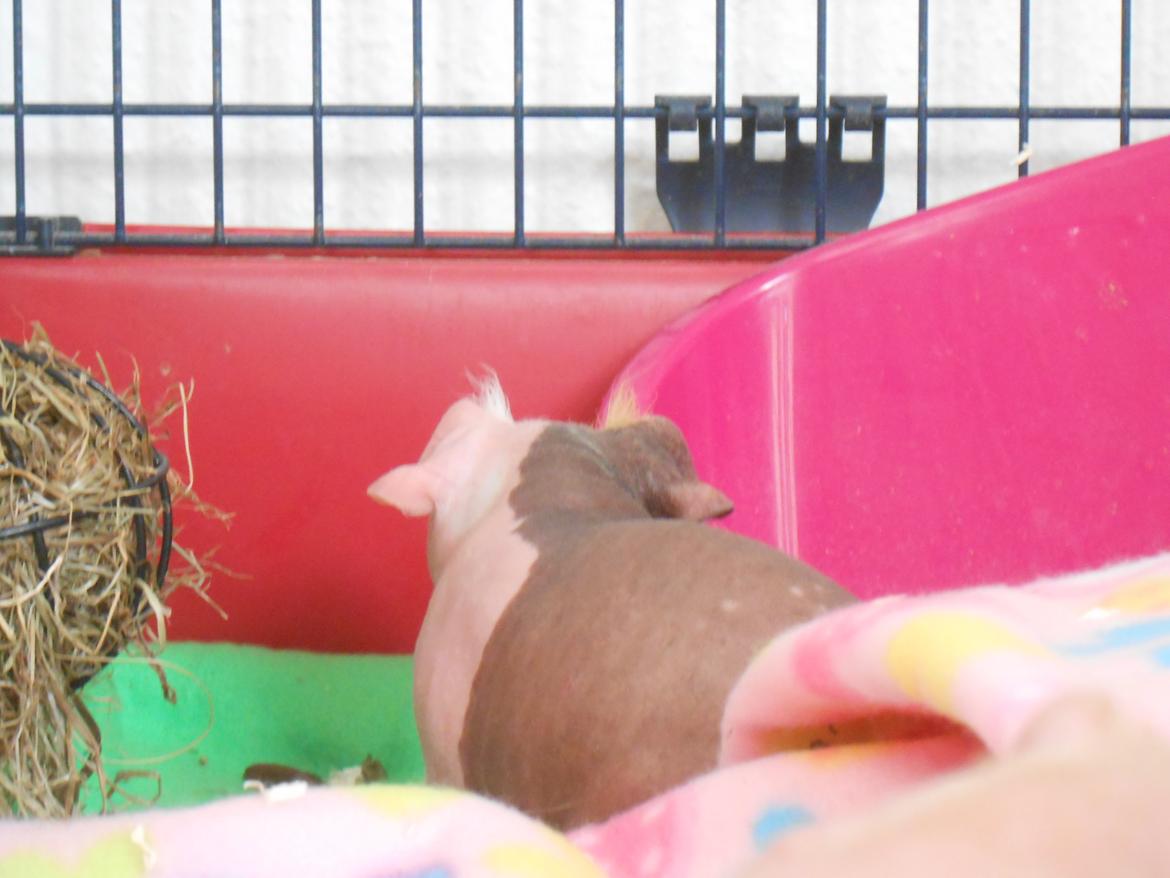 Marsvin Clay von Sortfod aka "Brain" billede 9