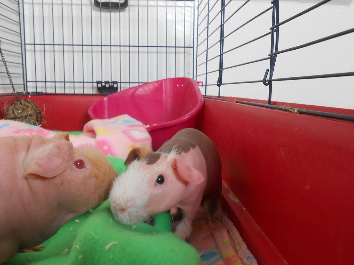 Marsvin Clay von Sortfod aka "Brain" billede 10