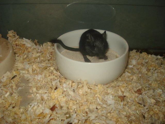 Ørkenrotte Blackie billede 1