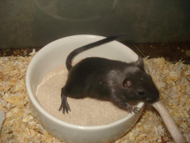 Ørkenrotte Blackie billede 7