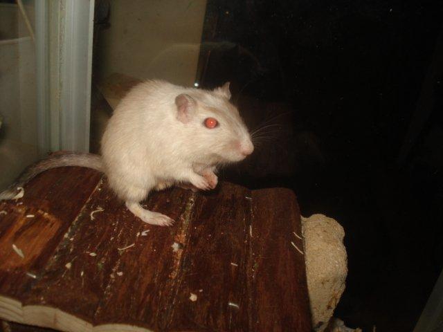 Ørkenrotte Dolly billede 7