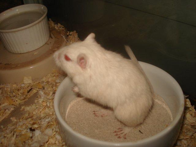 Ørkenrotte Siff billede 7